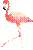 phoenicopterus-ruber-american-flamingo-1